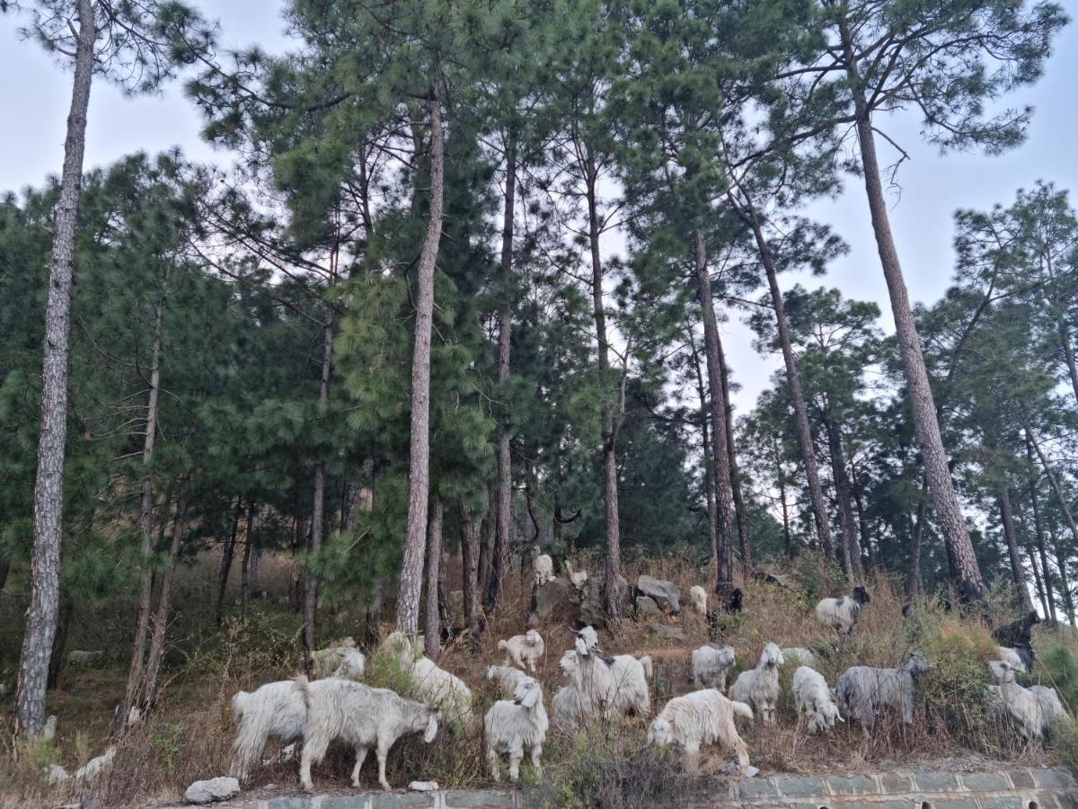 Vista Cottage Solan Bagian luar foto